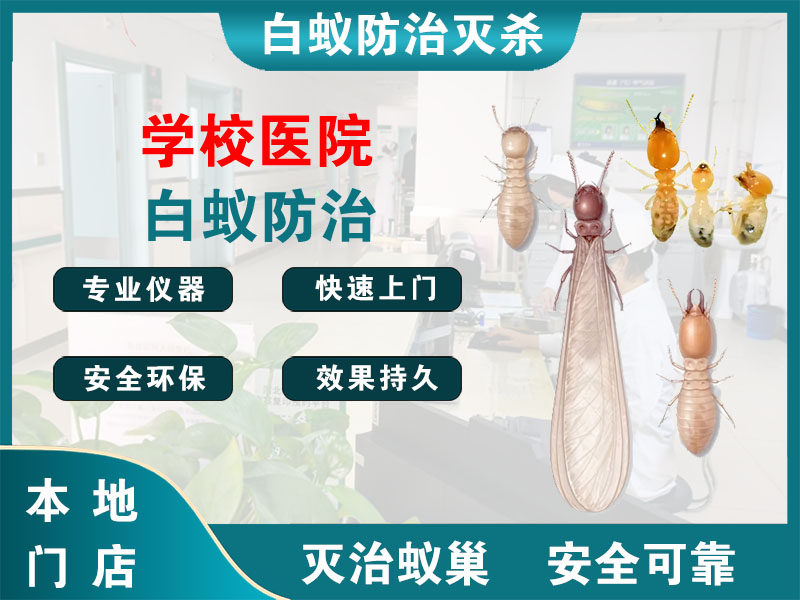崇明学校医院白蚁防治