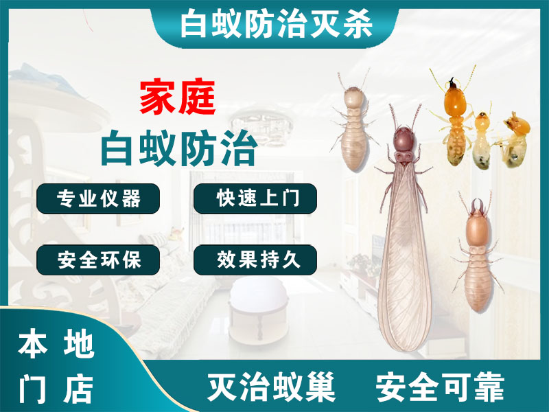 崇明家庭白蚁防治