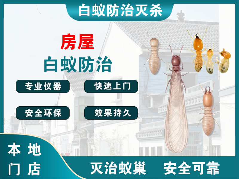 崇明房屋白蚁防治